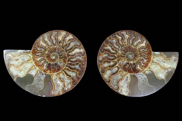 Agate Replaced Ammonite Fossil - Madagascar #166848